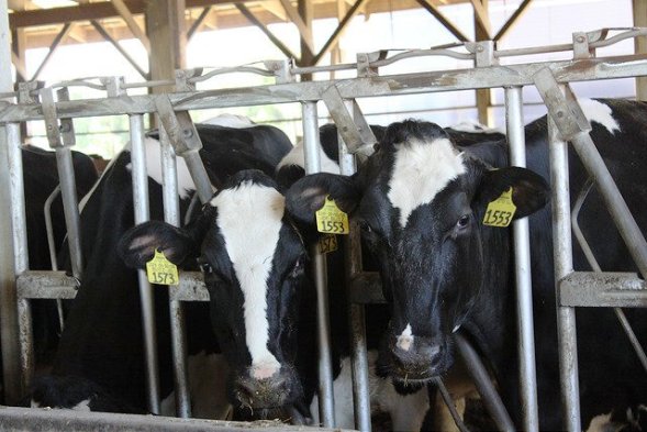  Baker-Polito Administration Awards Grants to Promote Massachusetts Dairy Industry
