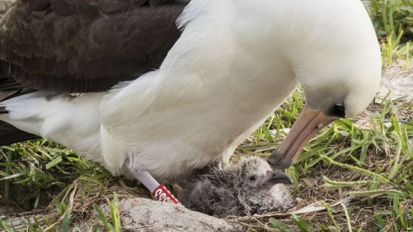 World’s Oldest Known Wild Bird Hatches Chick on Midway Atoll