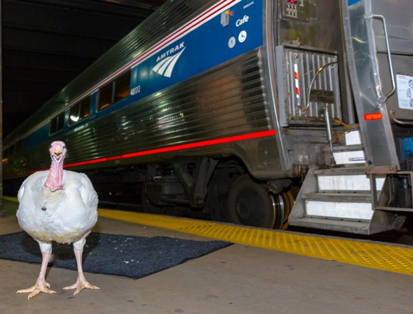  Amtrak Adds More Frequencies and Extra Capacity on Most Northeast Trains for Thanksgiving Week Travel