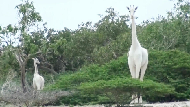  Cazadores furtivos matan a una jirafa blanca y su cría, sólo queda una en el mundo