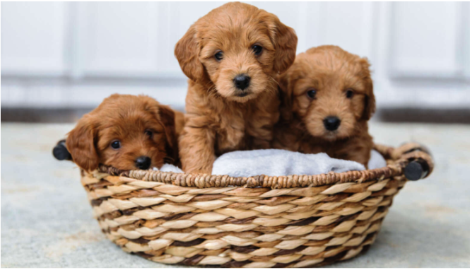  BBB Warning: Puppy Scam Reports Skyrocket During COVID-19 Pandemic