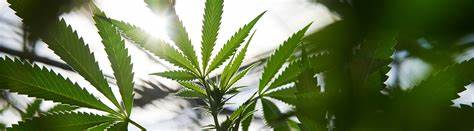  El gobernador McKee firma legislación que legaliza y regula de manera segura el cannabis recreativo en Rhode Island