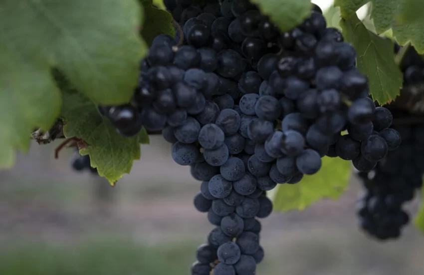  Tannat, una uva «difícil» que puso a Uruguay en el mapa mundial del vino