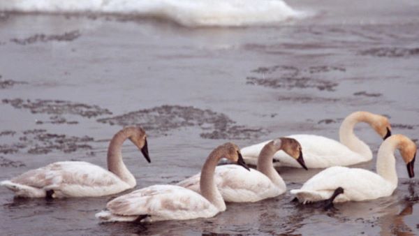  La ciudad de Swansea anuncia los resultados de las pruebas de la gripe aviar luego de un grupo de muertes de cisnes