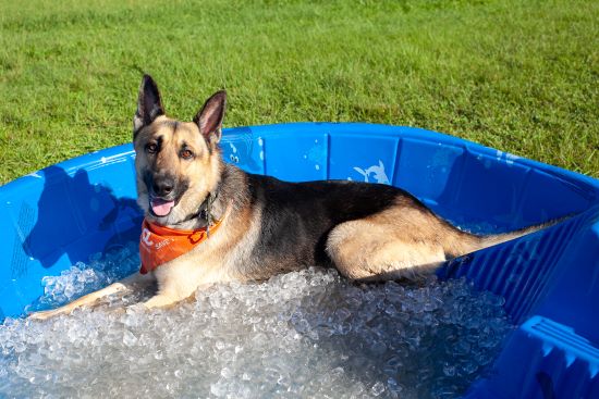  Alerta: Ola de calor puede provocar golpes de insolación y hasta la muerte en tus mascotas